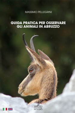 Guida pratica per osservare gli animali in Abruzzo